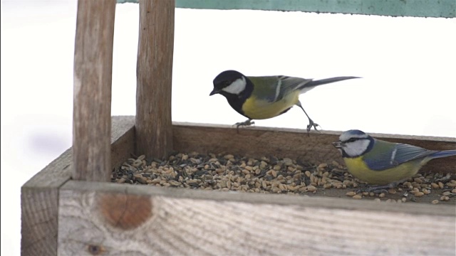 鸟在喂食器慢动作视频下载