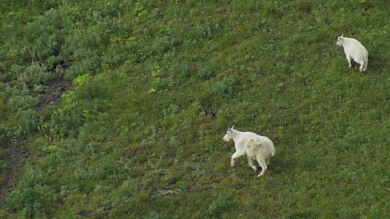 阿拉斯加的山羊群视频下载