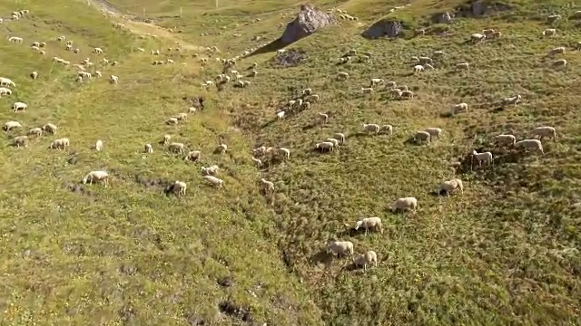 空中山牧羊场视频下载