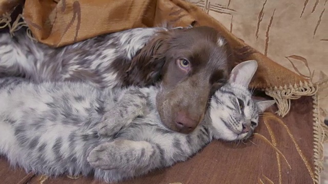 猫和狗的友情是一起睡在室内的搞笑视频。猫和狗视频素材
