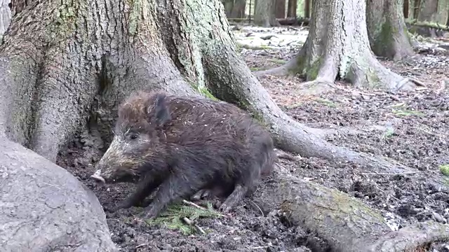 寻找食物的野猪和雌性野猪视频下载