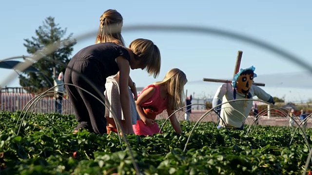 女孩们在农场里摘草莓视频下载