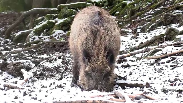 寻找食物的野猪和雌性野猪视频素材
