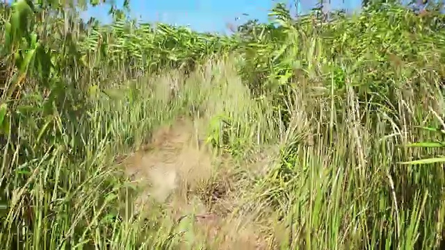 景观草在山顶视频下载