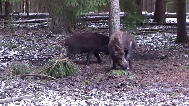寻找食物的野猪和雌性野猪视频下载