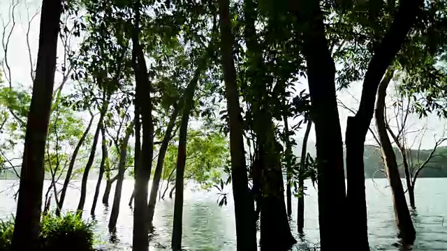 motion - controlled time - lapse 4K footage of trees in the lake .湖中树木的运动控制延时4K镜头视频下载