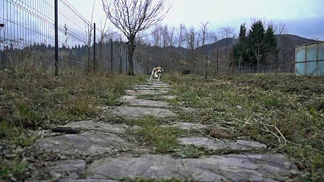 小猎犬边跑边拿木棍，动作缓慢视频下载