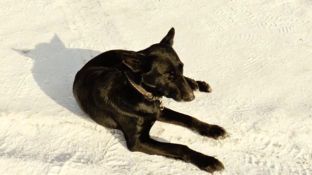 在晴朗的天气里，黑狗躺在雪地上视频素材