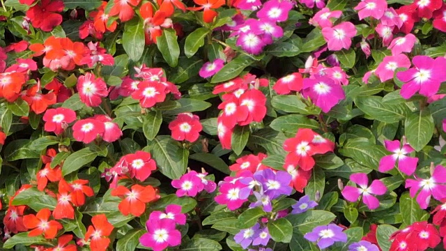 长春花是花田中的一种花卉。视频下载
