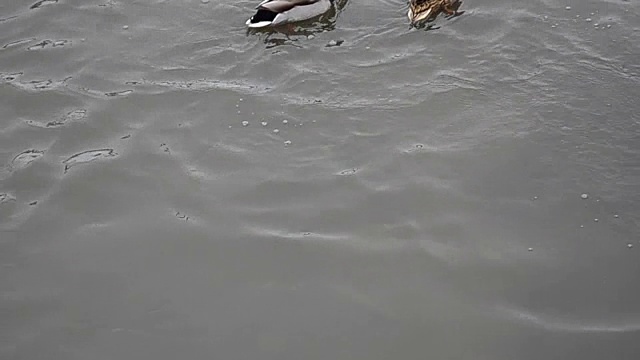 一些野鸭，野鸭，正在游泳。在一个寒冷而阳光明媚的12月的一天，一些野鸭正在意大利提契诺河冰冷的水中游泳视频素材