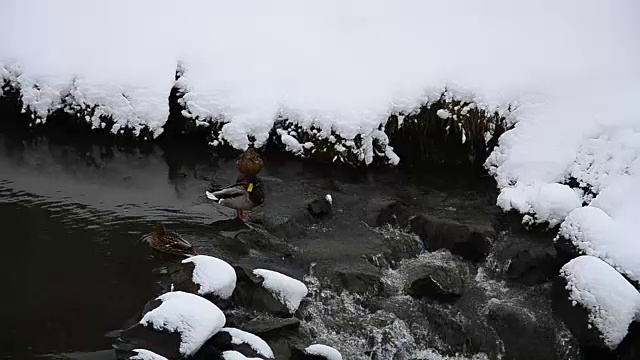 一些野鸭，野鸭，正在游泳。在一个寒冷而阳光明媚的12月的一天，一些野鸭正在意大利提契诺河冰冷的水中游泳视频素材