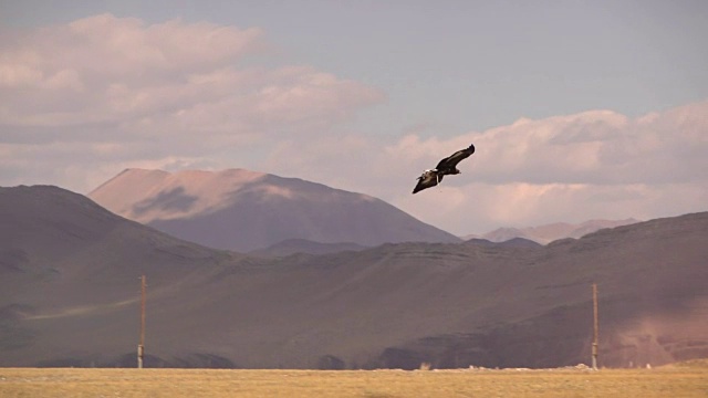 蒙古的哈萨克猎鹰人在金鹰节上比赛视频下载