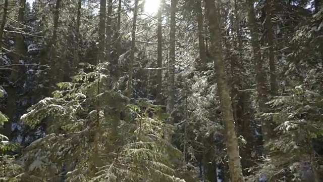 清晨漫步在云杉林中。山区的冬天视频下载