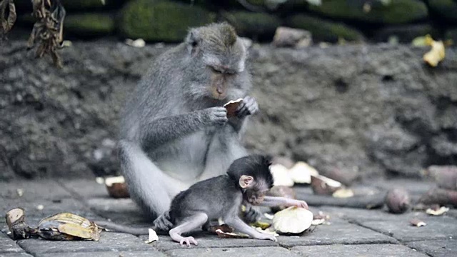 母猴和幼猴在印度尼西亚巴厘岛乌布圣猴森林保护区喂奶。视频素材
