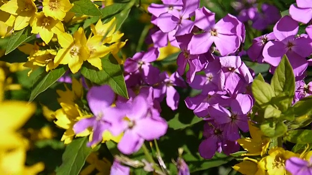 女爵的火箭。紫色花朵特写视频素材