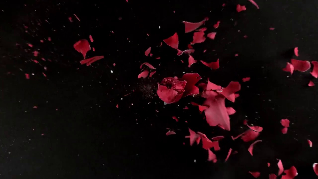 红玫瑰花在超慢镜头中爆炸视频下载