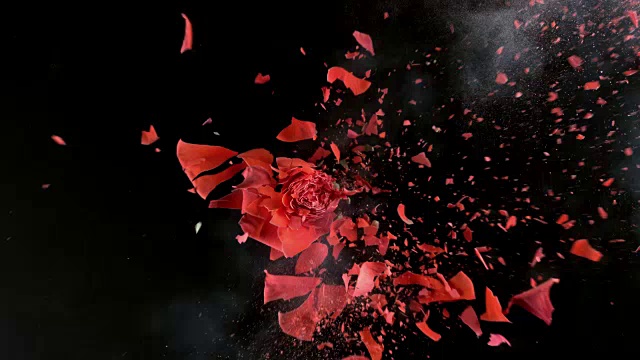 鲜红的玫瑰在超慢镜头中爆炸视频素材