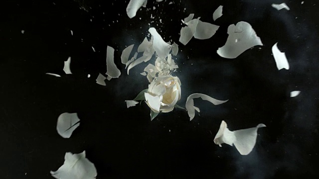 白玫瑰花在超慢镜头中爆炸视频素材