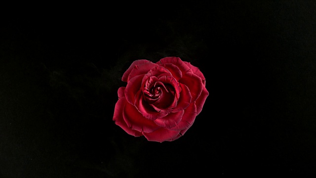 红玫瑰花在超慢镜头中爆炸视频素材