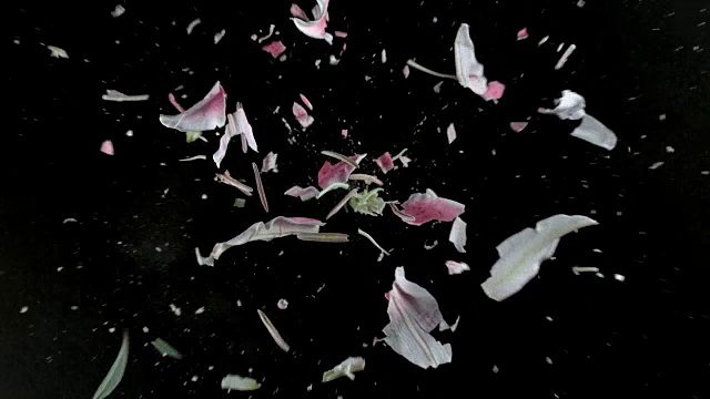 粉色的百合花在超慢镜头中爆炸视频素材