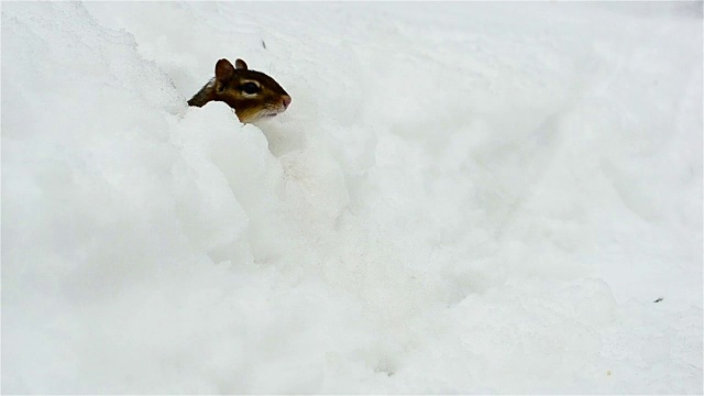 花栗鼠从雪中出现视频下载