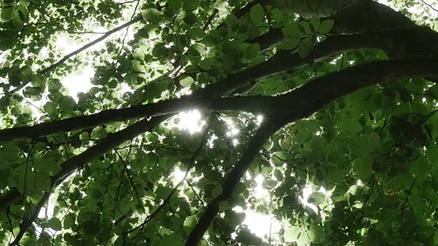 查看树枝和树叶视频下载