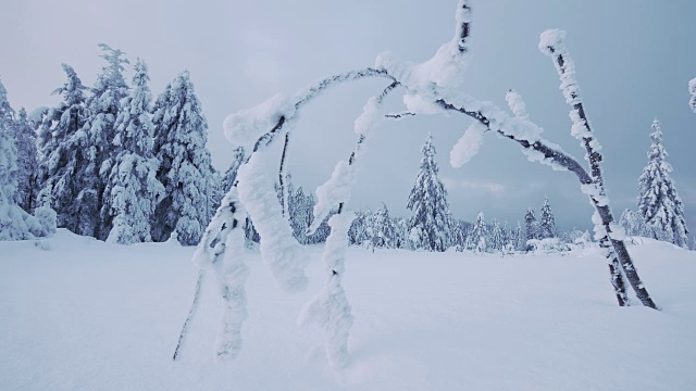 雪覆盖的森林视频下载
