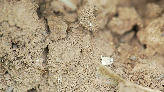 大型蚂蚁在它们的巢穴周围奔跑视频下载