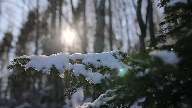 日落时，松树上覆盖着积雪视频素材