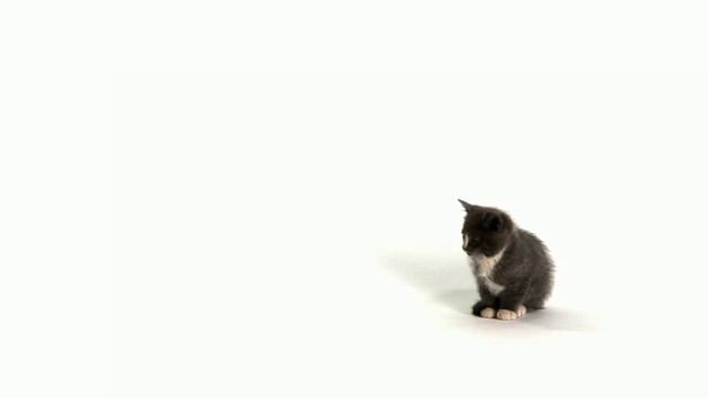 高清可爱的小猫独自坐着视频素材