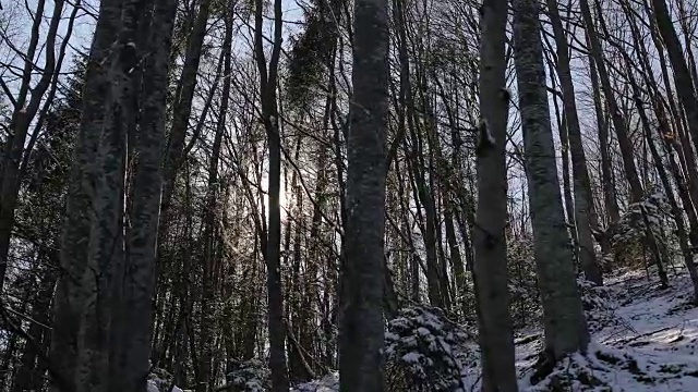 冬日森林中的日落视频素材