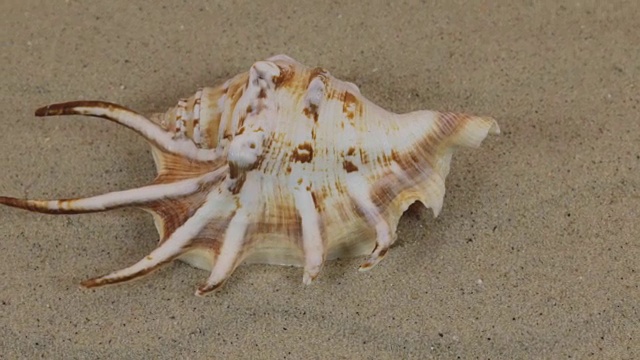 一个美丽的贝壳躺在沙丘上旋转视频素材
