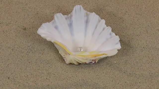一个美丽的贝壳旋转着，珍珠躺在沙丘上视频下载