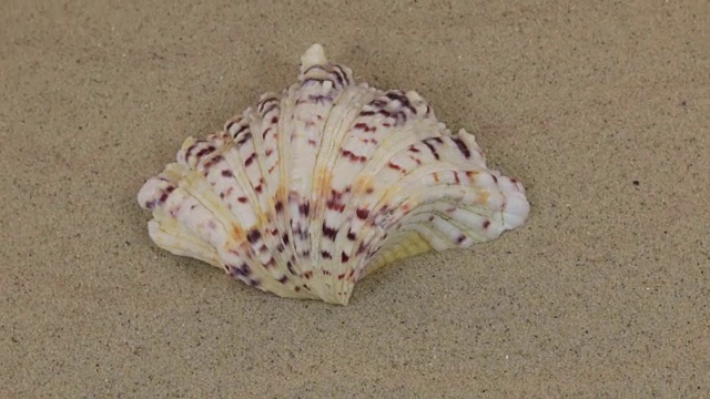 一个美丽的贝壳躺在沙丘上旋转视频素材
