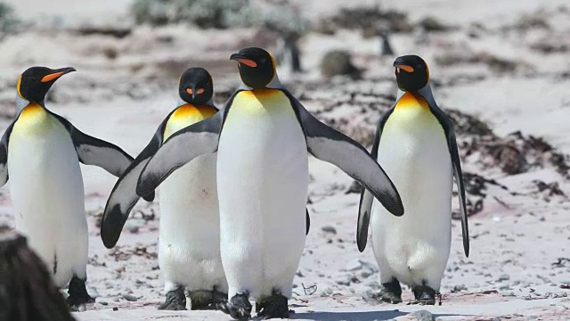 在沙滩上，帝企鹅走向摄像机视频下载