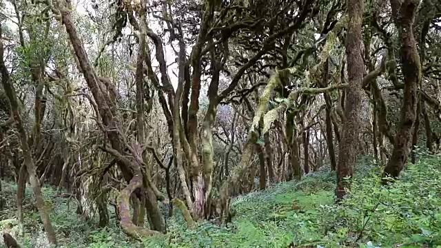 Laurisilva /“Monteverde”雾森林位于西班牙La Gomera的Garajonay国家公园视频下载