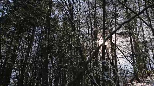 冬日森林中的早晨视频素材