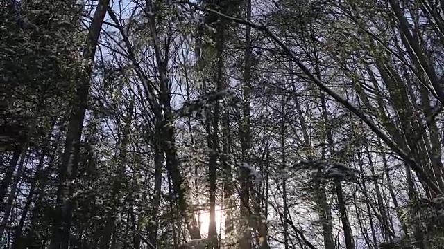 冬日森林中的早晨视频下载