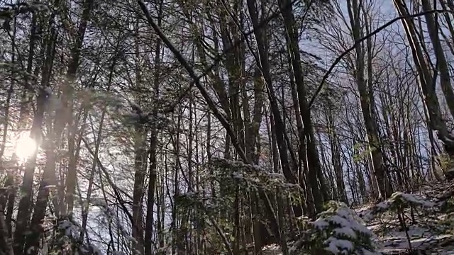 冬日森林中的早晨视频素材