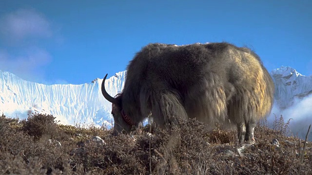 喜马拉雅山上的牦牛。视频下载