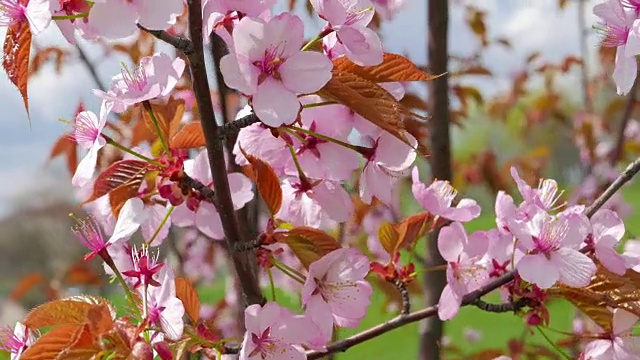 粉红色的日本樱花视频素材