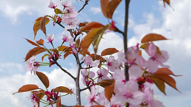 粉红色的日本樱花视频素材