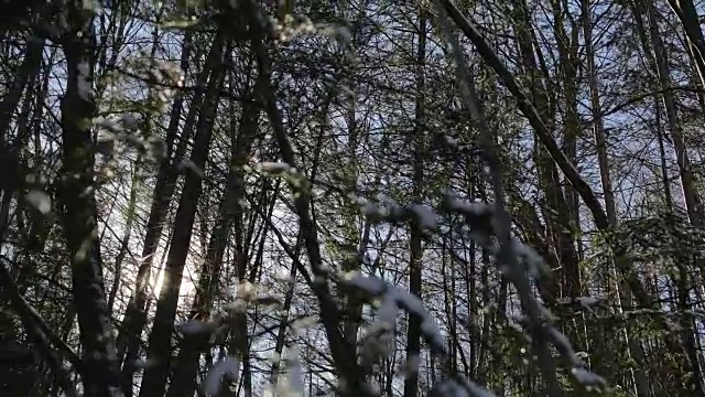 日落时，松树上覆盖着积雪视频下载