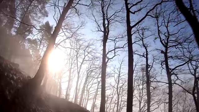 森林中的雾，落叶林，冬天，自然公园Spessart, Franconia, Bavaria, 4k视频下载
