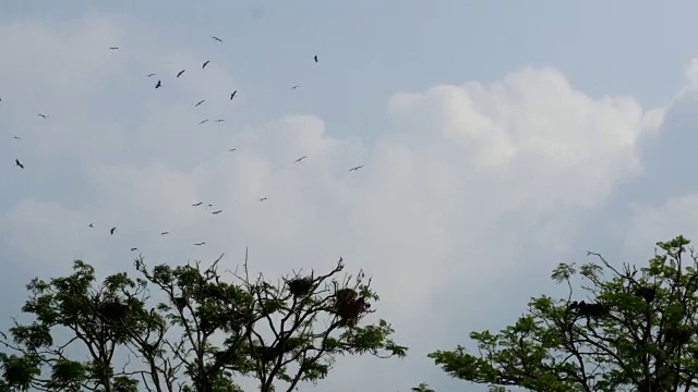 世界各地的动物，大群的鸟飞过树梢视频下载