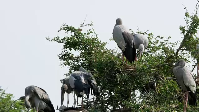 世界各地的动物，淡水鸟在树顶视频下载
