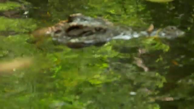 动物世界，鳄鱼把头藏在水下视频下载
