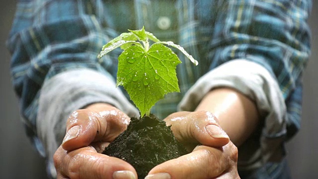 少量土壤与幼嫩植物生长。生长、关爱、可持续、保护地球、生态、绿色环境的概念和象征。女性的手。视频下载