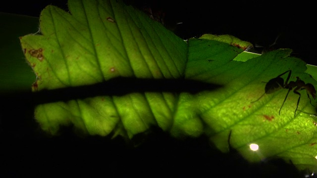 蚂蚁聚集在一片人工照明的叶子上视频素材
