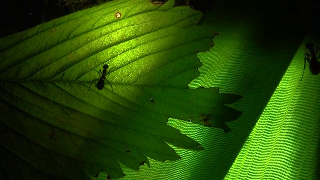蚂蚁聚集在一片人工照明的叶子上视频素材